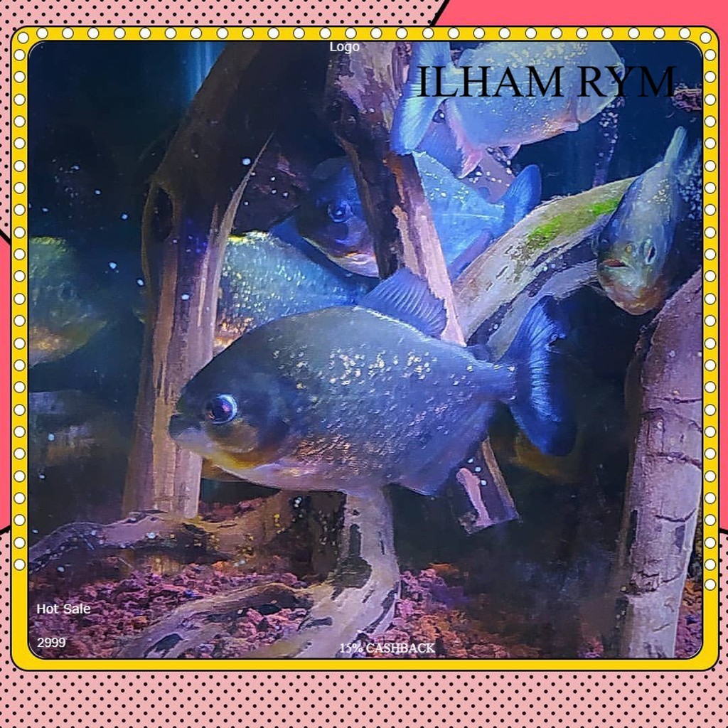 Senar pancing piranha Red Belied / Red Belly  Air Tawar size 4 cm bawal amazon GARANSI DOA