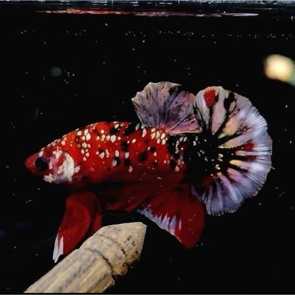 stiker cupang red koi galaxy coper gold, jantan galak, berkualitas