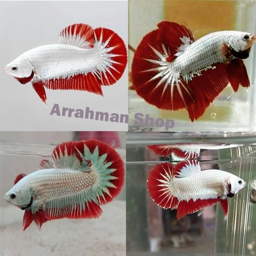 stiker cupang red dragon - cupang red dragon - ikan hias cupang red drgon snow jantan