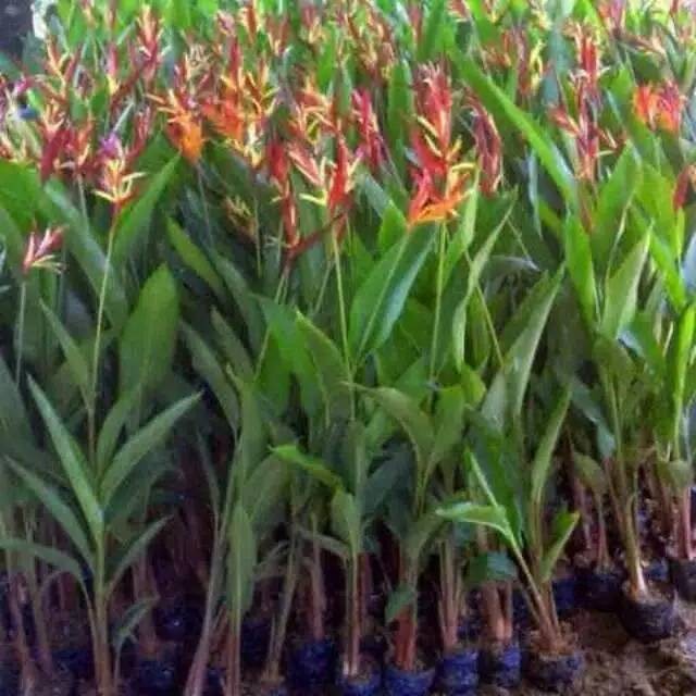 Tanaman pisang-pisangan bunga merah