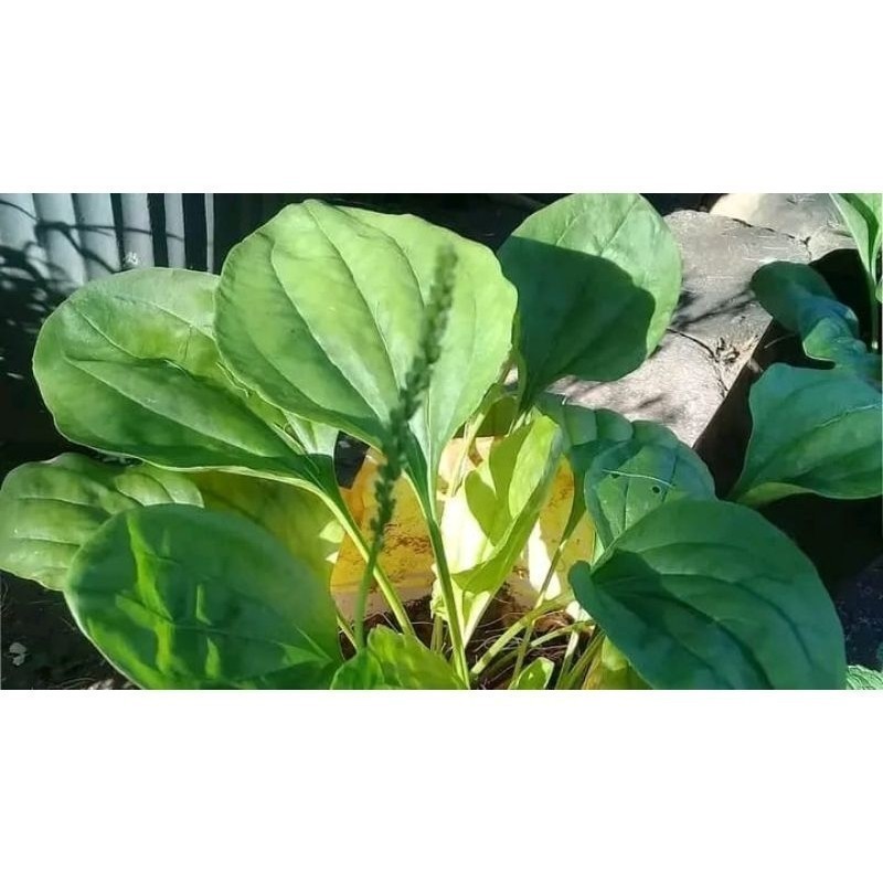 

HERBAL DAUN KIURAT, DAUN SENDOKAN SEGAR 100GRAM Batik_Madrim