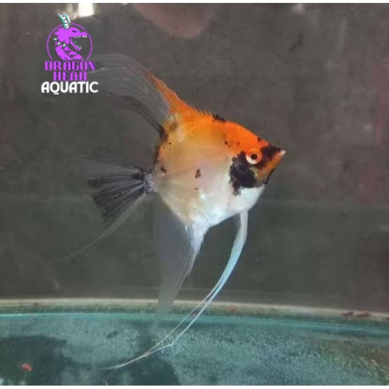 Manfish red devil bahan top grade pilihan