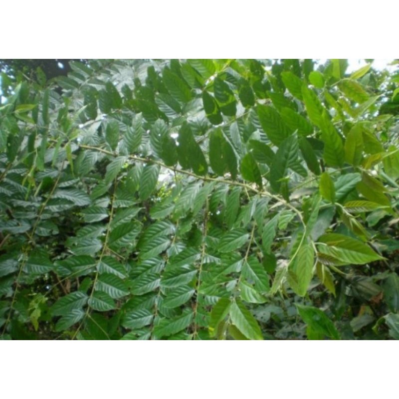 

Daun Afrika segar/500gram/bahan ecoprint Herbal COD