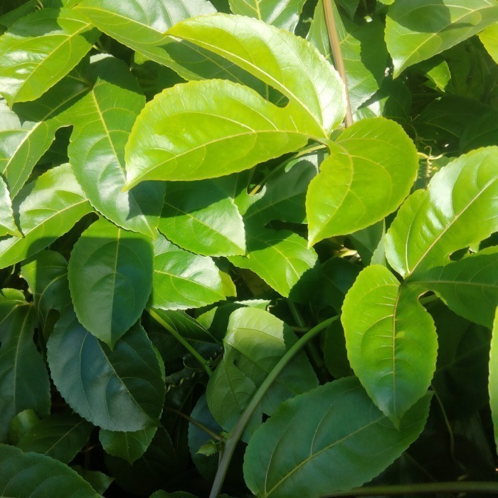 

Daun markisa segar perlembar langsung petik Herbal COD