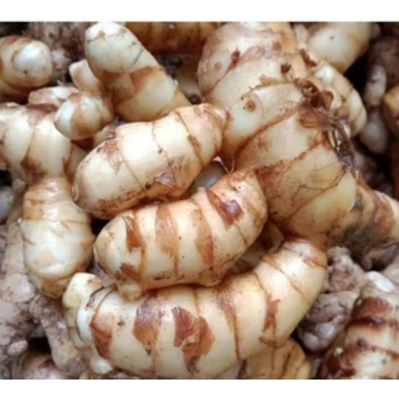 

temu putih segar temu putih herbal segar dadakan