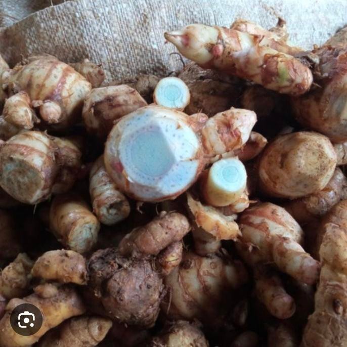 

Ready stok Temu hitam 1 kg untuk detox Rina Erlina