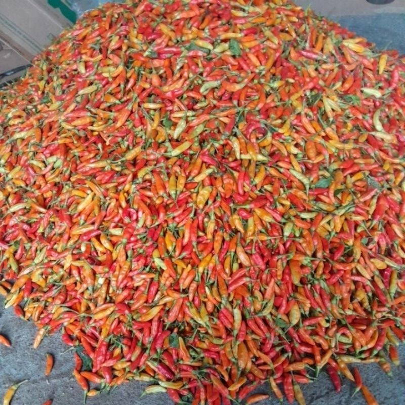 

Paket Cabe Rawit Ori Super Pedas 500 Gr Segar
