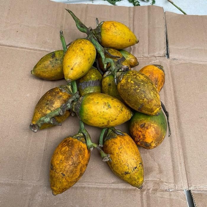 

. Buah Pinang Tua Kuning Per 10 Butir Biji Sudah Keras - Tua Kuning