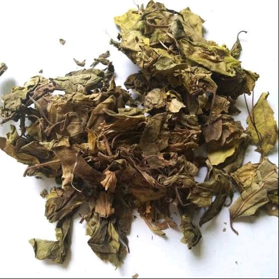 

Daun Senggani Senduduk Harendong Kering Asli Herbal Paket 1 Kg