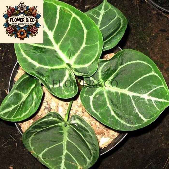 Tanaman Kuping Gajah dorayaki