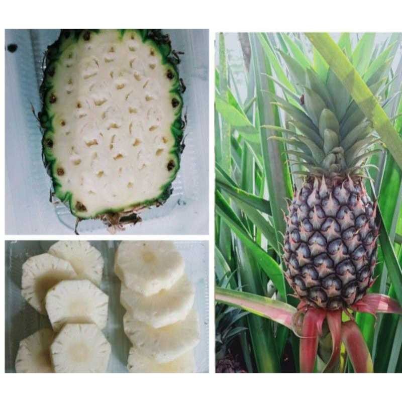 

NANAS MUDA II PELANCAR HAID