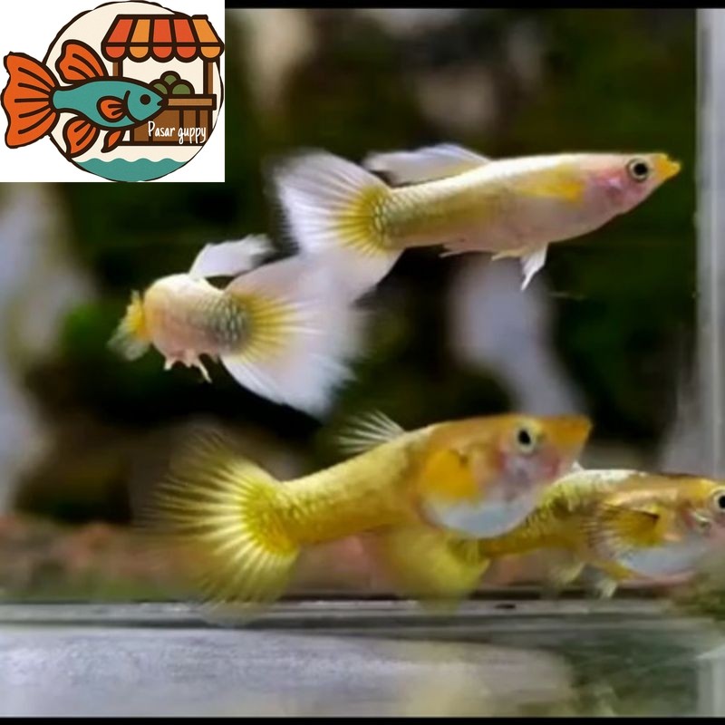 hiasan akuarium yellow mikarif yelow micariff guppy sepasang gupi gupy