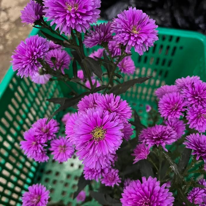 

Edible Flower Mix Organik 30pcs