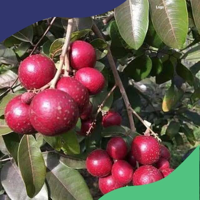 

BIBIT KELENGKENG MERAH OKULASI