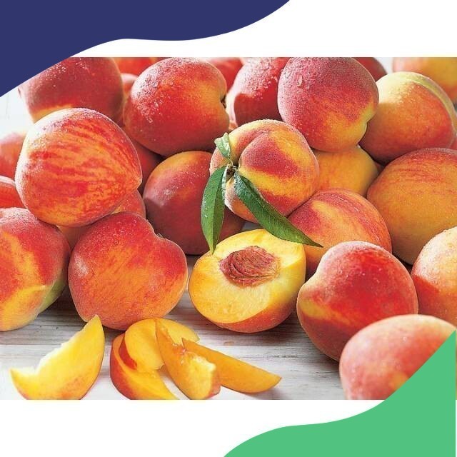 BIBIT BUAH PERSIK CEPAT BERBUAH