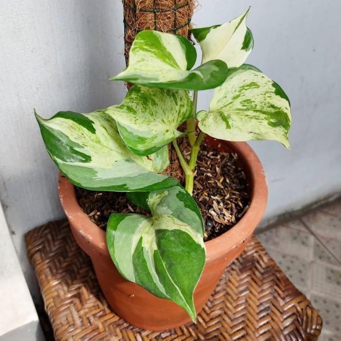 Sri gading sirih gading manjula nanjula - Murah