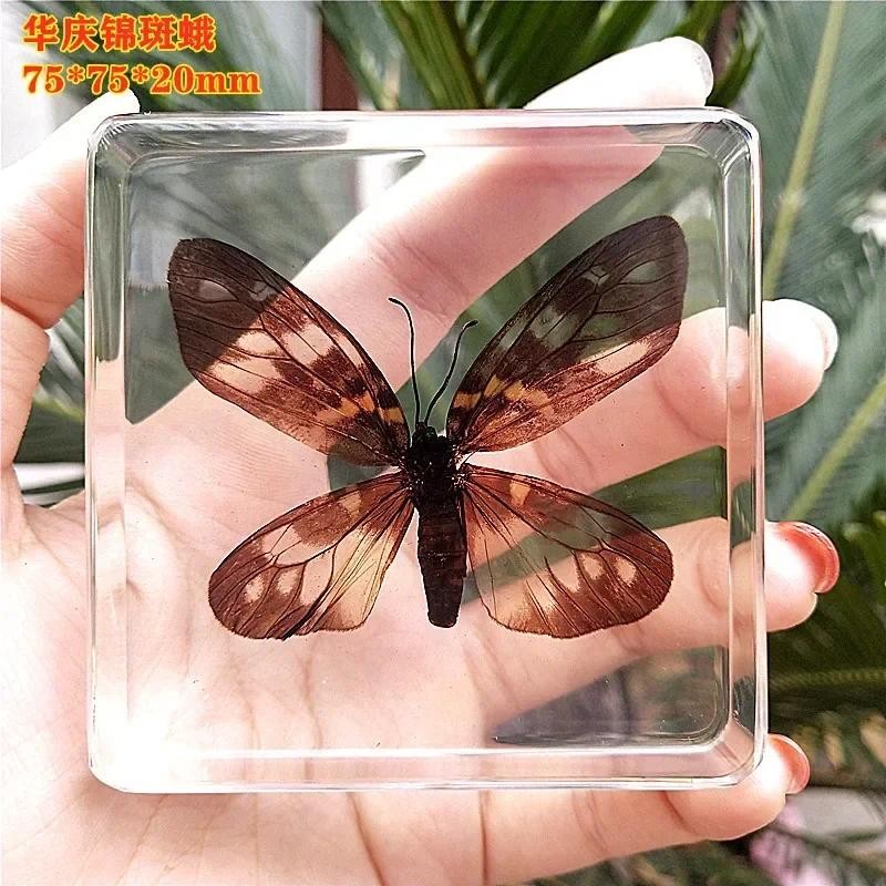 Natural Real Butterfly Specimens Rare And Exquisite Specimens For Home Decoration Display Collection