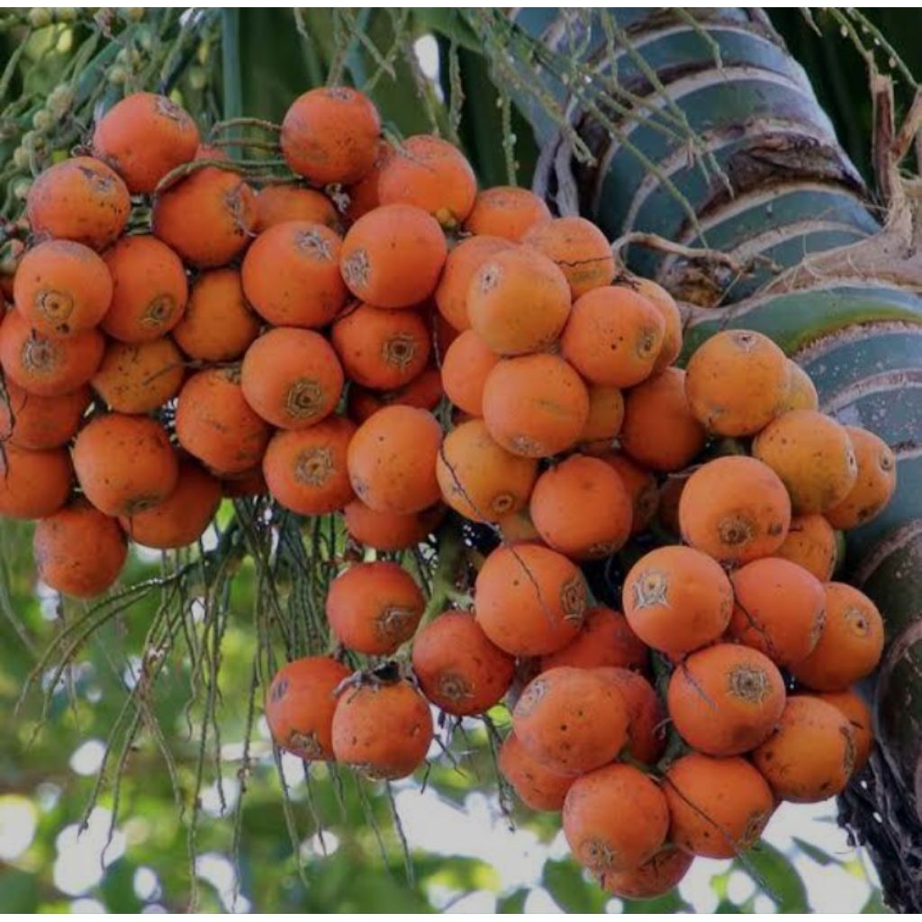

Buah Pinang Tua Seger Cantik Frees Murah Per 1Kg