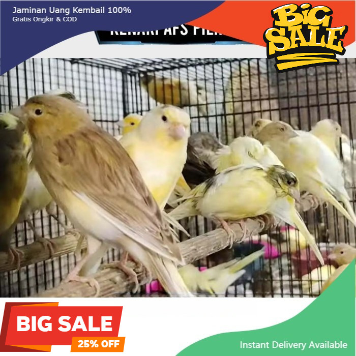 Burung Kenari Seri AFS Bahan Jantan Garansi Koang kicau zaini canary
