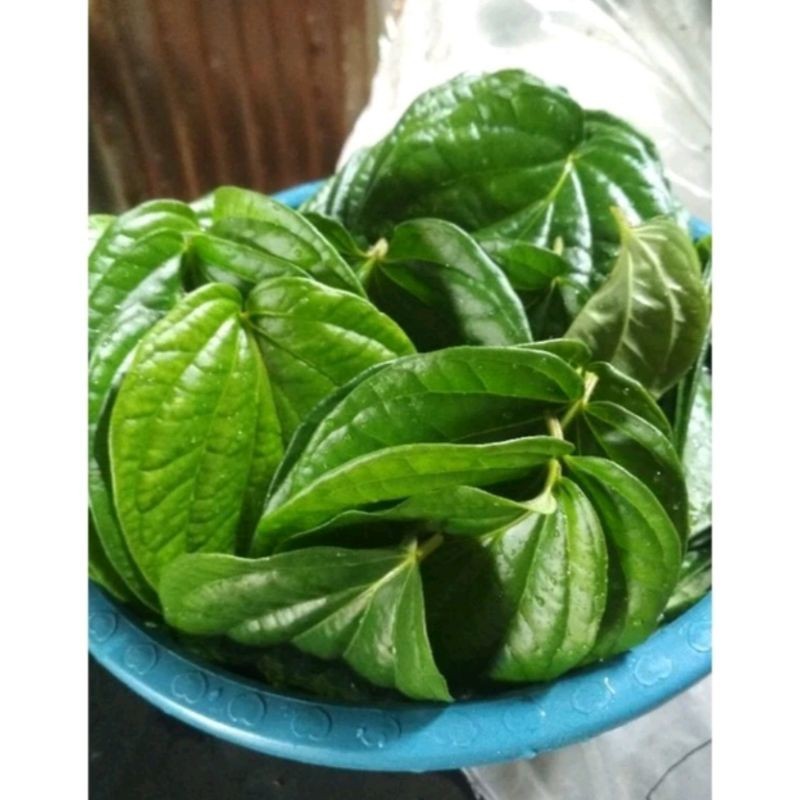 

Daun Sirih Segar 100% Organik [GRATIS ONGKIR]