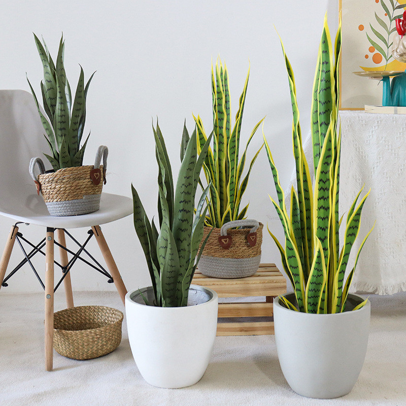 Premium Yellow & Green Sansevieria (Snake Plant) – 40/50/70/90cm | Air-Purifying | Low Maintenance |