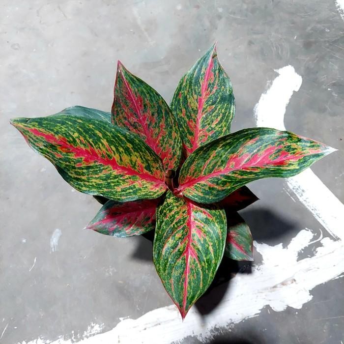 Aglonema Red Anita - Aglonema - Aglonema PROMO MURAH