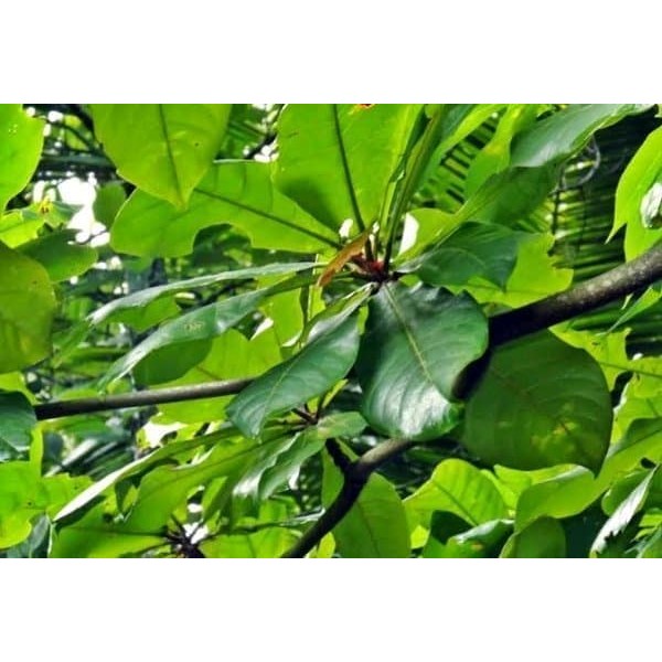 

Daun Ketapang - Daun dijamin segar dari perkebunan berat 1 kg