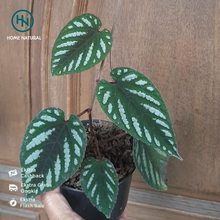 Bibit sirih raja atau sirih keraton/Sirih merah