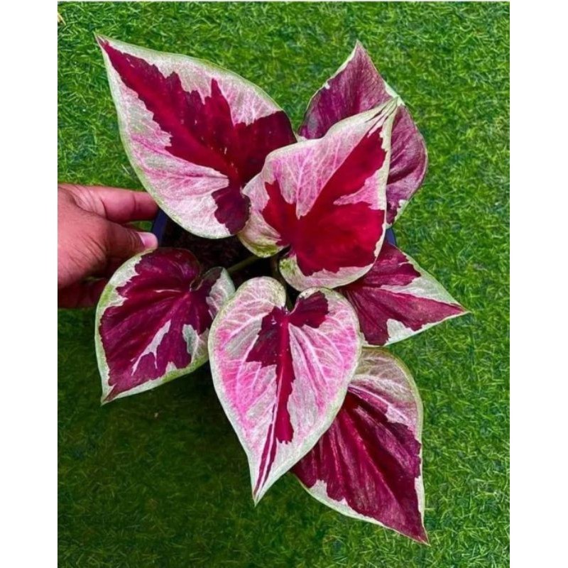 Tanaman Hias Keladi Dwi Warna Bunga Hias Keladi Caladium Anakan Dwi Warna Murah BUKAN BONGGOL Tanama