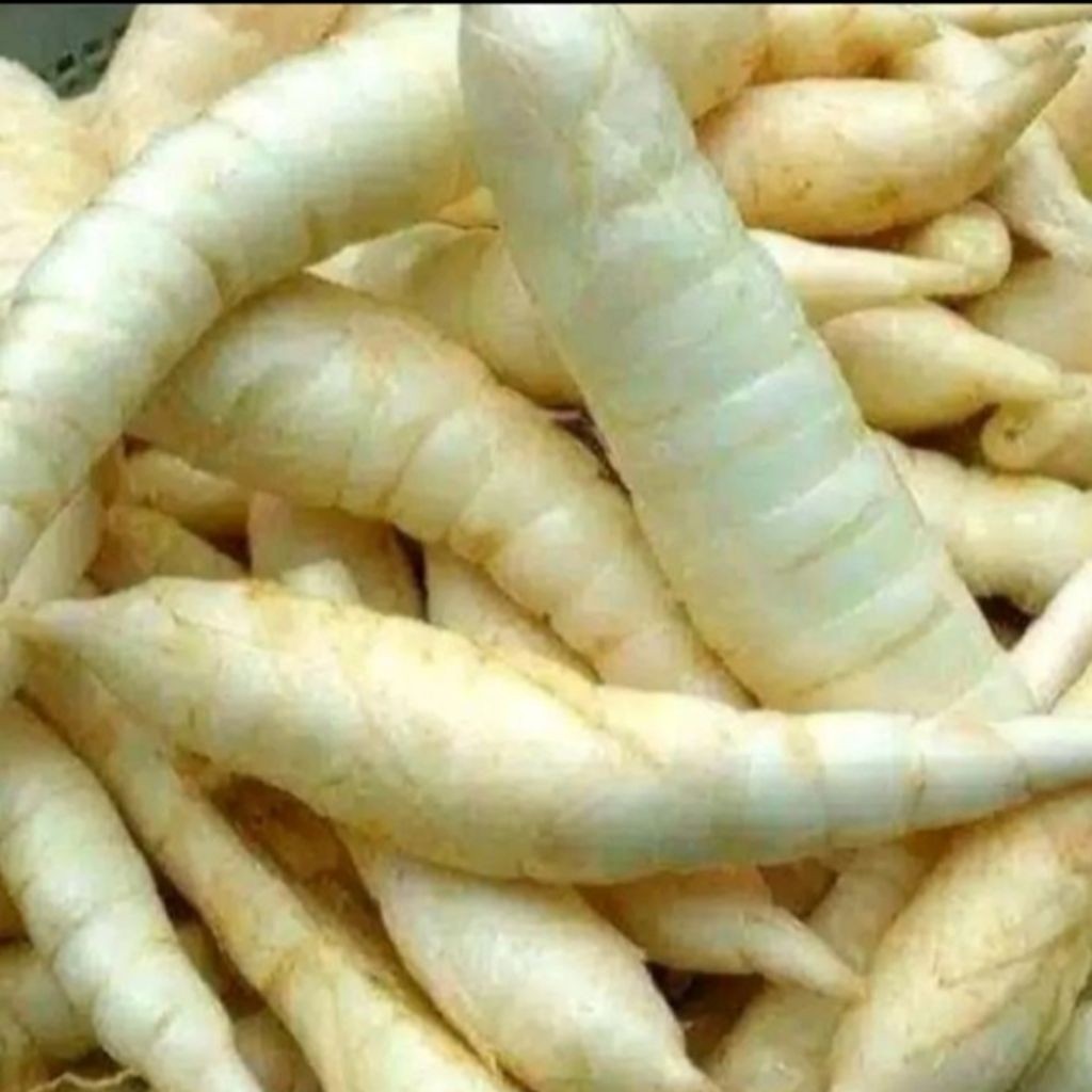 

Umbi Garut Segar Bersih 500gr – Umbi Garut Herbal untuk Lambung, Maag, Pencernaan Sehat