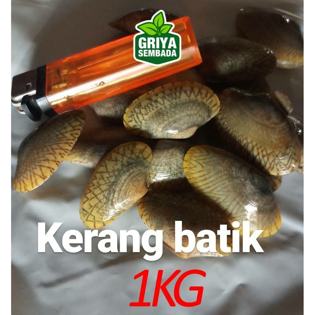

Kerang Batik Segar 1KG Griya Sembada