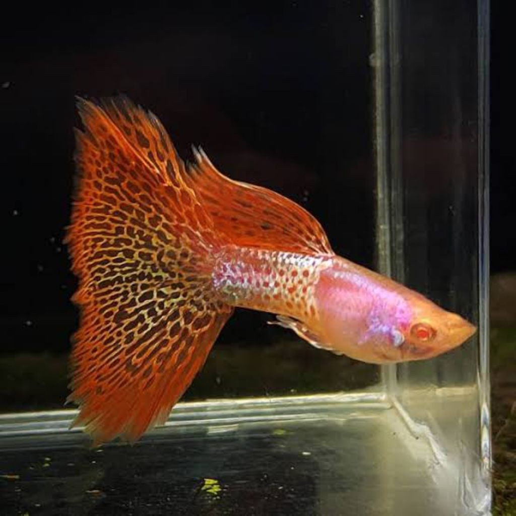 AKSESORIS AQUARIUM SEPASANG GUPPY ALBINO METAL RED LACE