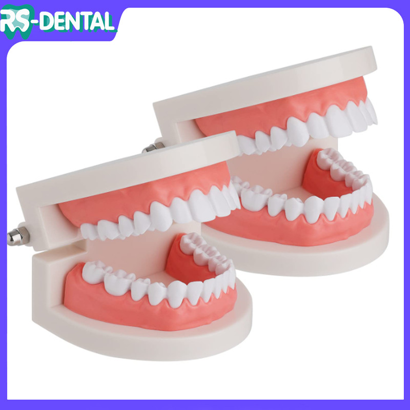 Model gigi dental model study edukasi dokter gigi phantom studi rahang gigi typodont gusi karet alat