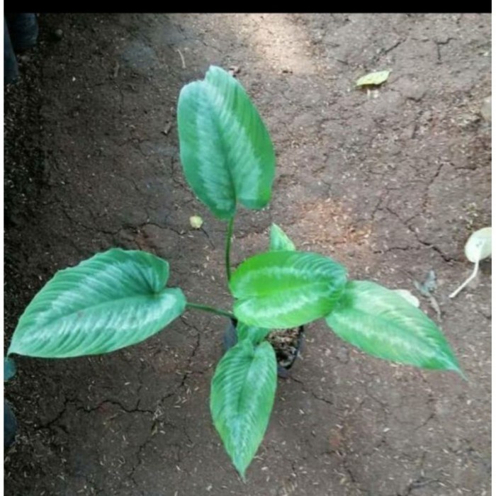 

Mew keladi homalomena/tanaman hias keladi homalomena/ keladi perawan .