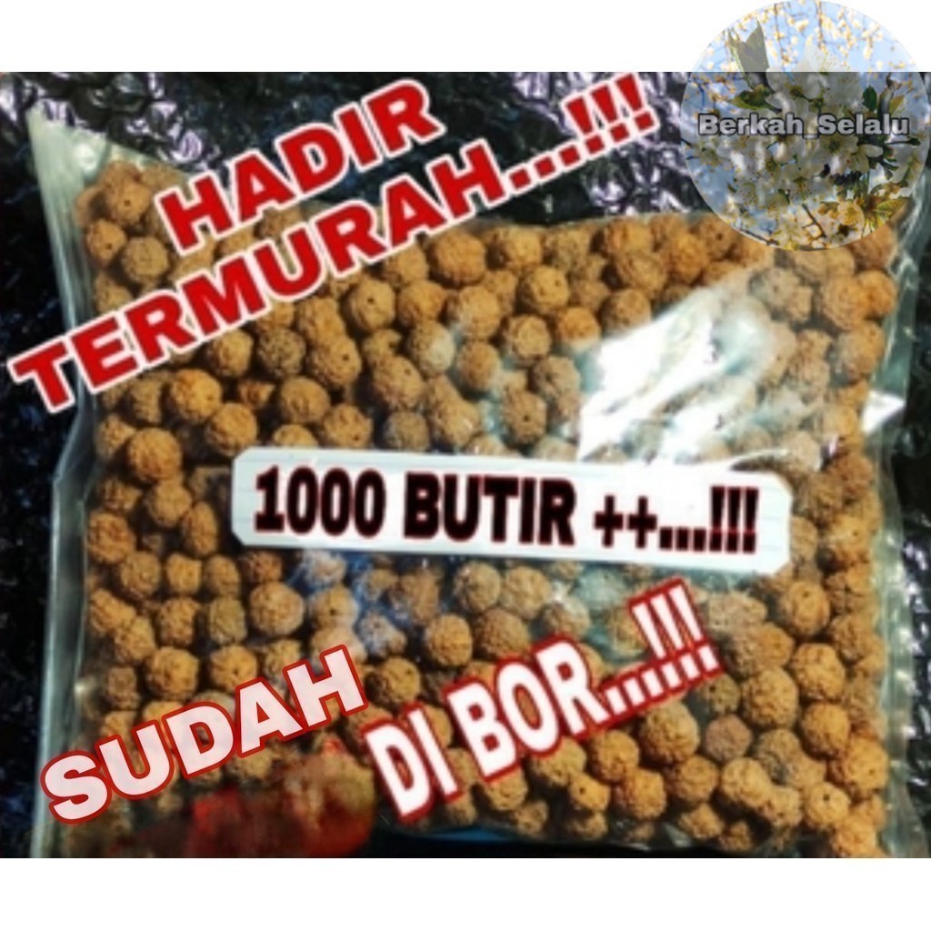 Jenitri Manik Rudraksha Sudah Di Bor ( 1000 Butir ) -+10-15Mm Paling Di Cari Berkah_Selalu