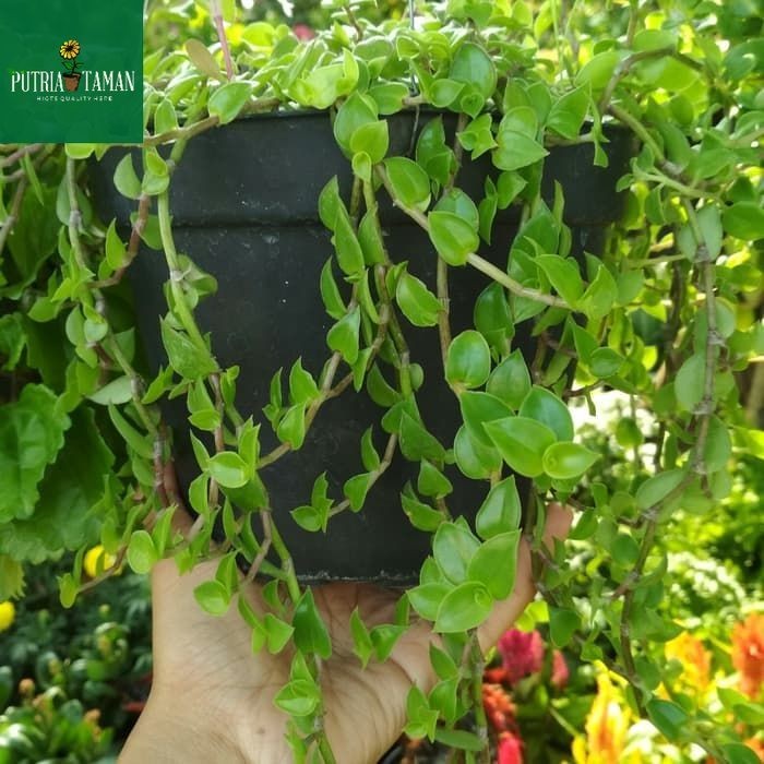 tanaman hias gantung AIR MATA JANDA kembang