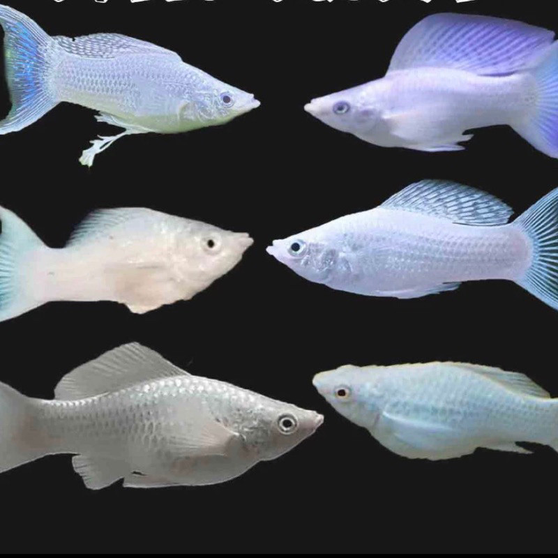 Ikan hias Molly Platinum Air Tawar Aquarium Aquascape