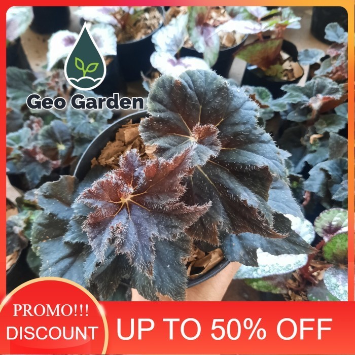 begonia rex black tanaman hias