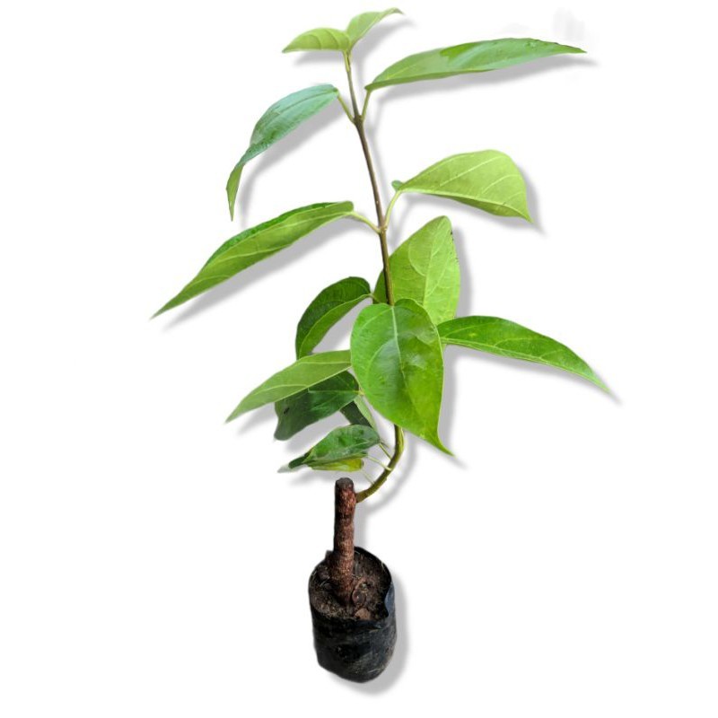 Bibit Tanaman Daun Cincau Hijau Cincau Perdu Cincau Pohon