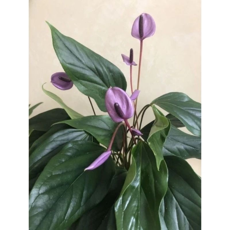 TERLARIS TANAMAN HIAS ANTHURIUM MICKEY MOUSE BUNGA UNGU // ANTHURIUM BUNGA