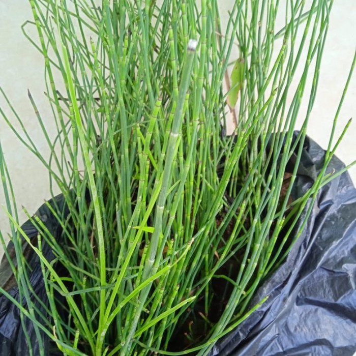 Bambu air per batang