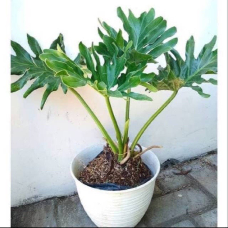 tanaman hias philo jari - tanaman hias philo dendron