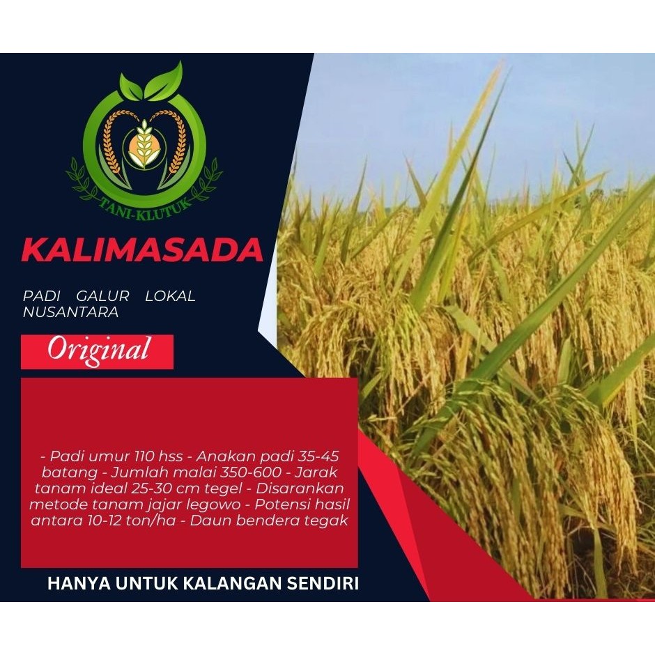 BIBIT/ Biji Padi KALIMASADA Asli Bumi Agro Nusantara 5KG Premium ORIGINAL PRODUK