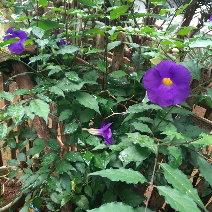 NEW.. bibit stek Tanaman bunga thunbergia erecta .NF