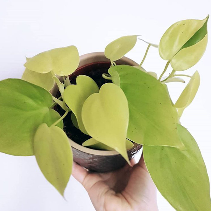 tanaman hias philodendron lemon lime tanaman merambat gantung Tanaman Hias Bunga Hidup
