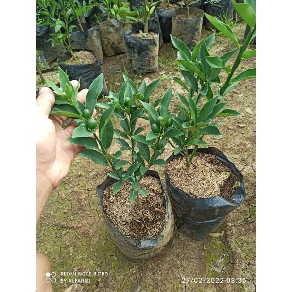 BERGARANSI bibit jeruk Tongheng/kimkit berbuah