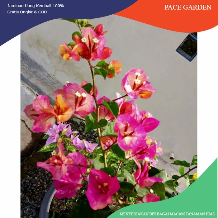 Bougenville Citra India (bibit)