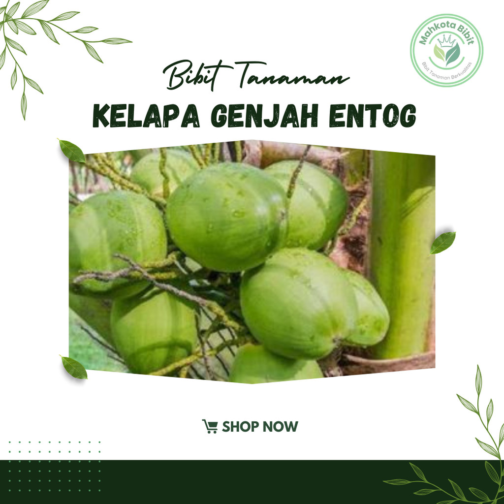 Bibit Kelapa entok entog asli tanaman hidup