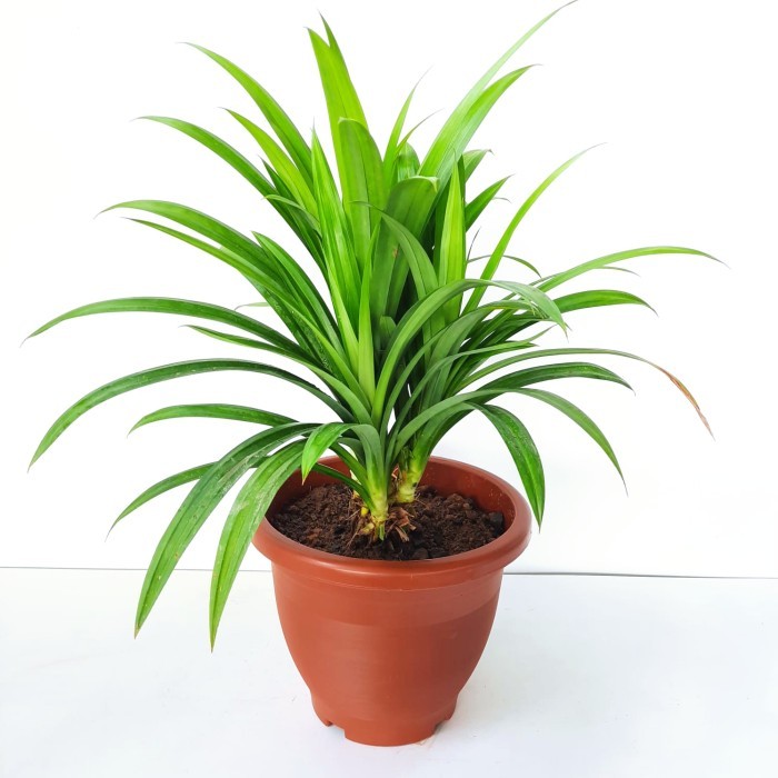 (TERLARIS) Tanaman Pandan Wangi Siap Tanam Bibit Tanaman Pandan Daun Pandan Harum