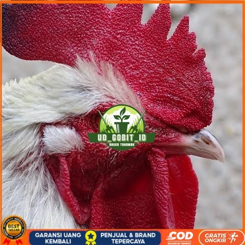 

Telur ayam albino mata merah / telur ayam hias fertil siap cod UD_GOBIT_ID